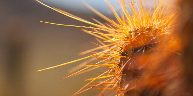 2024网络技术趋势前瞻:资源分享、红YUB与编程开发新范式