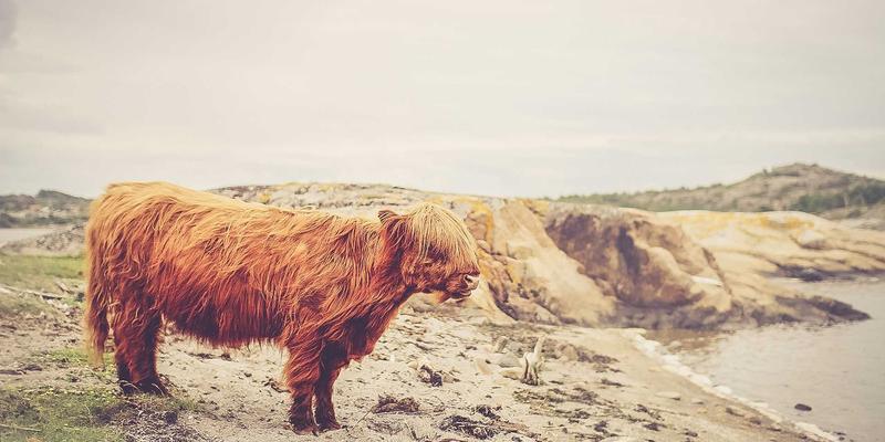 编程开发新视野：网络功能虚拟化(NFV)与容器化网络功能的融合演进趋势与资源分享