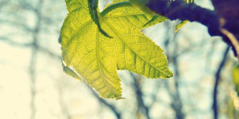 网络安全与技术博客：现代网络技术从业者的双重修炼