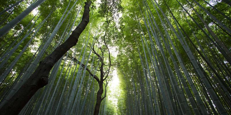 网络技术44：构建现代技术博客的编程开发实践与前瞻