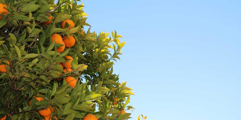 网络技术实战指南:从编程开发到网络安全与资源共享