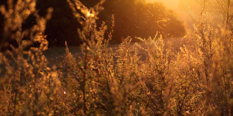 量子密钥分发(QKD)在下一代网络安全通信中的前景与挑战：开发者与安全工程师必读